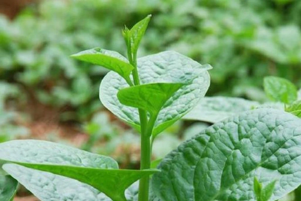 Giá cả thị trường ngày 16/12/2025