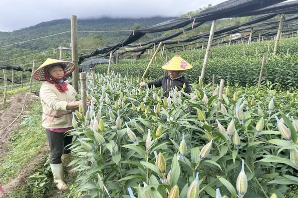 Tăng trưởng nông nghiệp môi trường đưa Lào Cai thành điểm sáng vùng