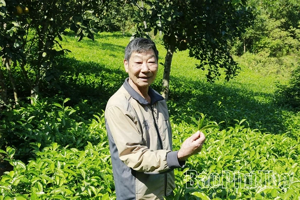 Đất quê vương vấn tình chè