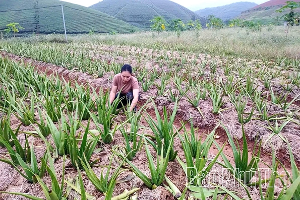 Cây nha đam trên đất Long Cốc