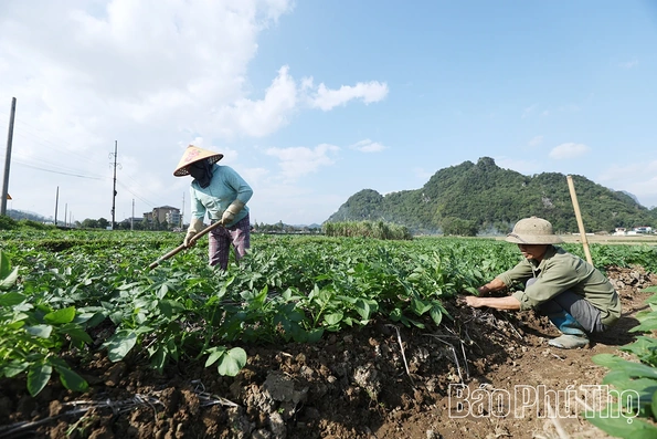 Xã Kim Bôi đẩy mạnh sản xuất vụ đông