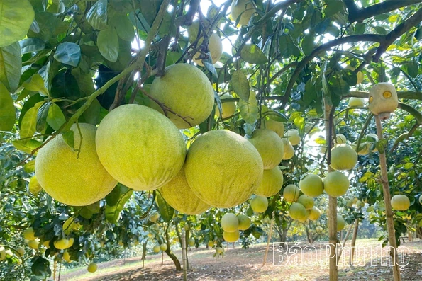 Làm “hộ chiếu” cho sản phẩm