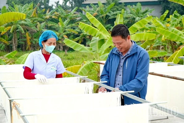 Mì gạo sạch - sinh ra từ làng