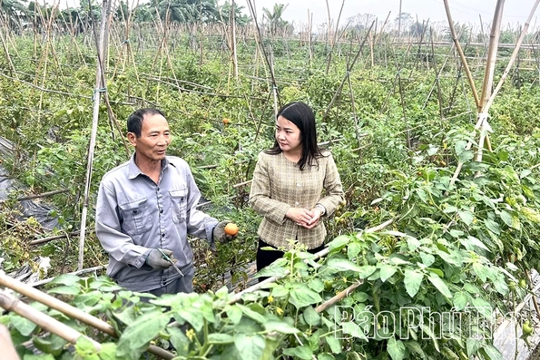 Phát triển rau màu thành cây trồng chủ lực