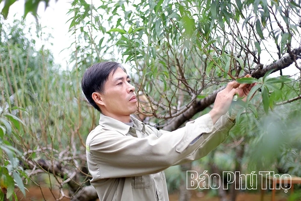 Vùng cao Đà Bắc tất bật chuẩn bị vụ đào Tết