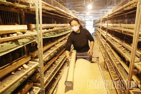 Hội Liên hiệp phụ nữ xã Vĩnh An hỗ trợ phụ nữ phát triển kinh tế