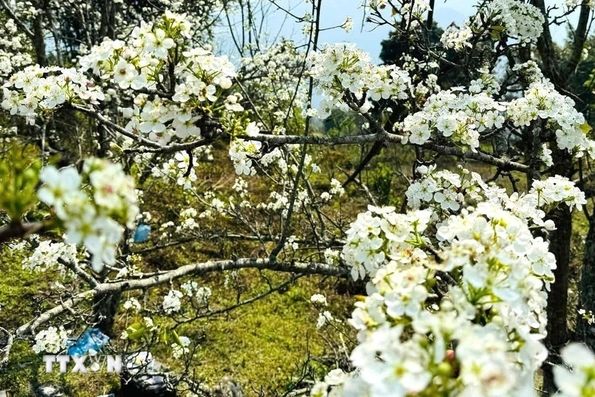 Lễ hội hoa lê Hồng Thái - điểm hẹn mùa Xuân vùng cao Tuyên Quang