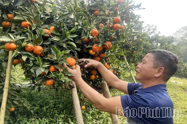 Quả ngọt miền đồi Thu Cúc