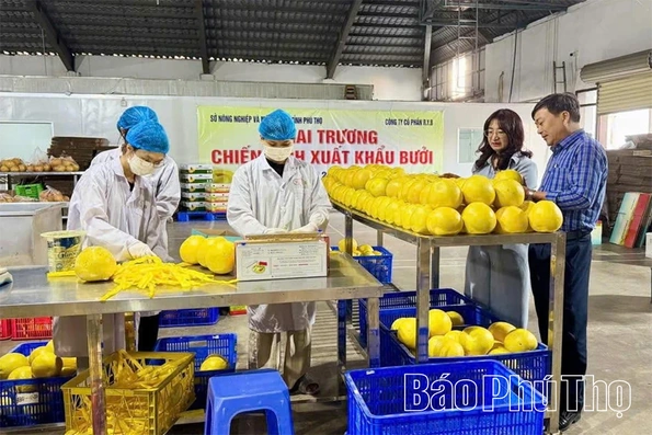 Chuẩn hóa từng vùng trồng để quả bưởi mở rộng cánh cửa xuất ngoại