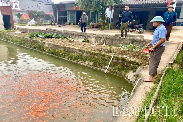 Rộn ràng mùa cá chép đỏ