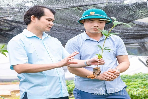 Sẵn sàng nguồn cây giống cho mùa trồng rừng mới