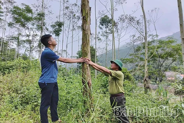 Hơn 60 nghìn ha rừng được cấp chứng chỉ quản lý rừng bền vững