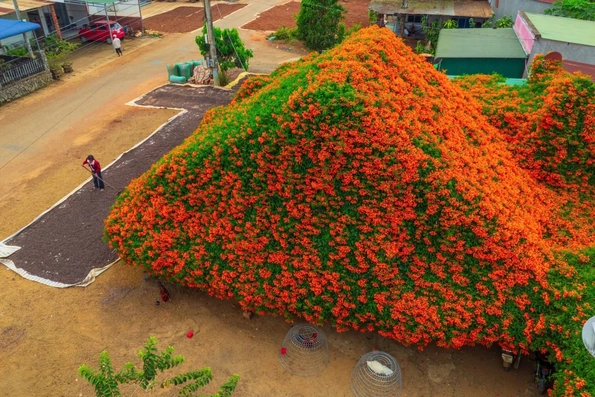 Ngôi nhà phủ kín hoa như cổ tích ở Bảo Lộc