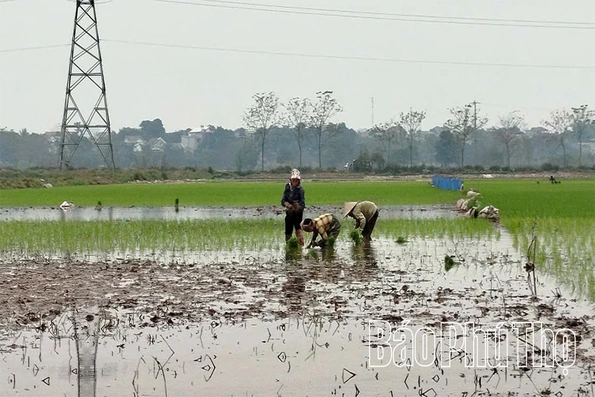 Tập trung gieo cấy lúa xuân
