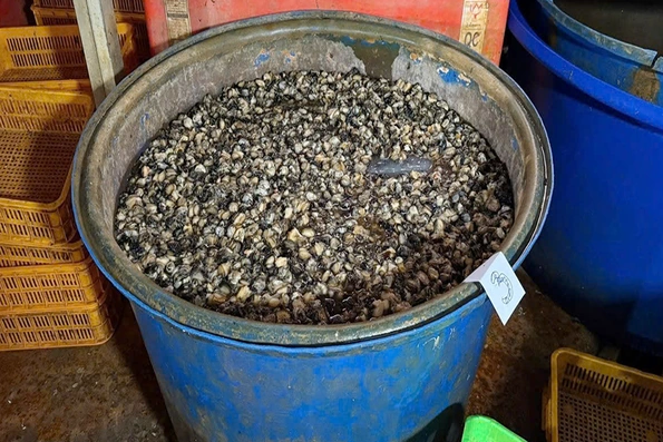 Cách chọn ốc làm sẵn ngon sạch, không “ngậm” hóa chất cho bữa cơm gia đình