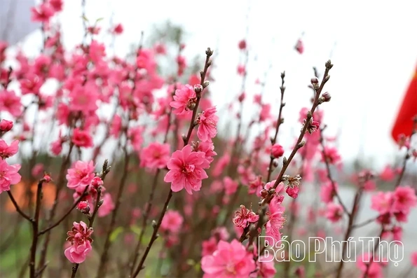 Flower Villages Entering the Tet Season
