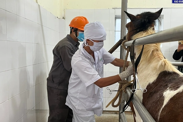 Trại “nuôi ngựa cứu người” và liều thuốc sinh tử