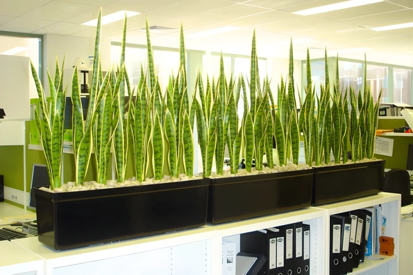 5 loại cây cần có trong văn phòng hiện đại