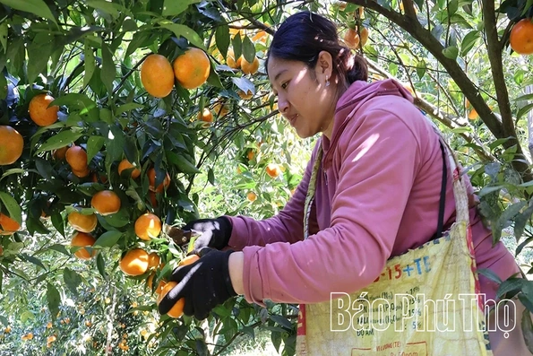 Nhân rộng các mô hình sản xuất hiệu quả