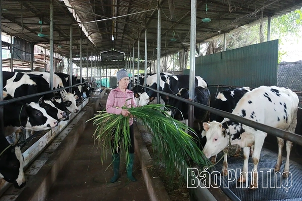 Hiệu quả mô hình “nông dân giúp nhau phát triển kinh tế” ở xã Tề Lỗ