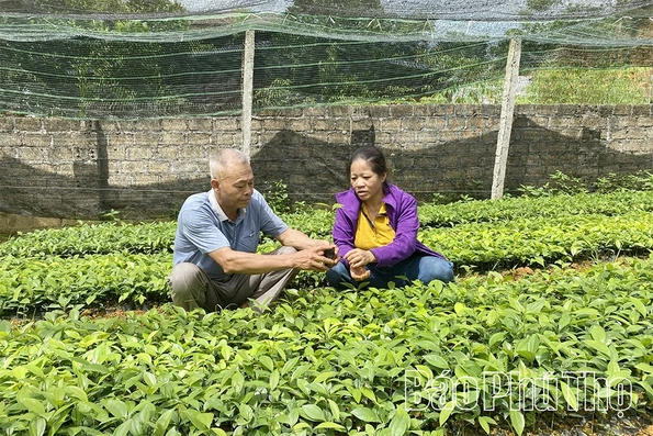 Nâng cao giá trị cây quế