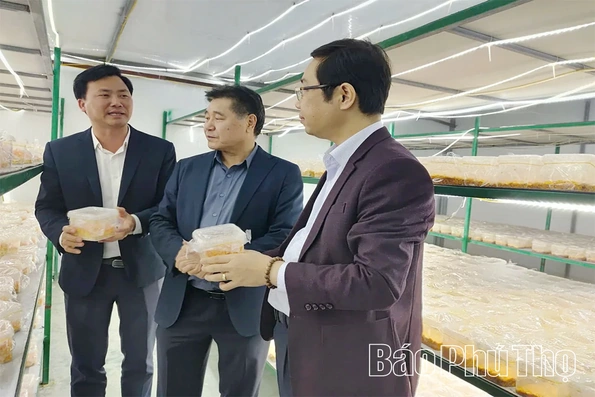 Đánh giá hiệu quả mô hình sản xuất nấm Đông trùng hạ thảo gắn với chuỗi liên kết tiêu thụ