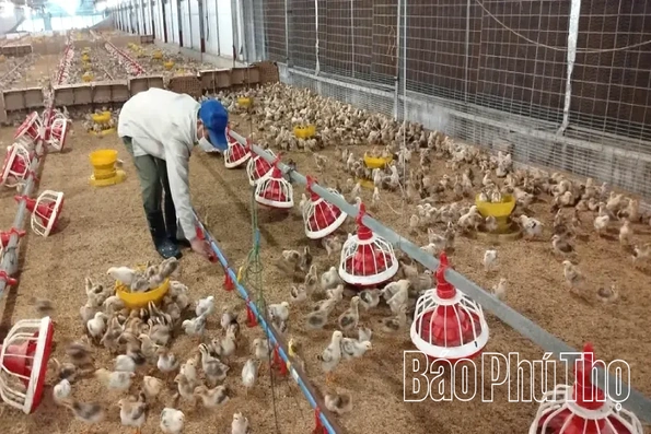 Ứng dụng công nghệ số trong chăn nuôi tập trung