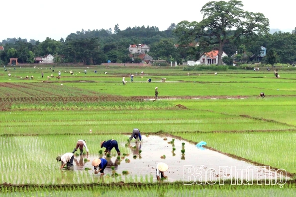 Chủ động nước tươi, thắng lợi vụ Đông
