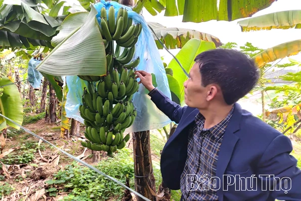 Chuối tiêu hồng mở hướng làm giàu