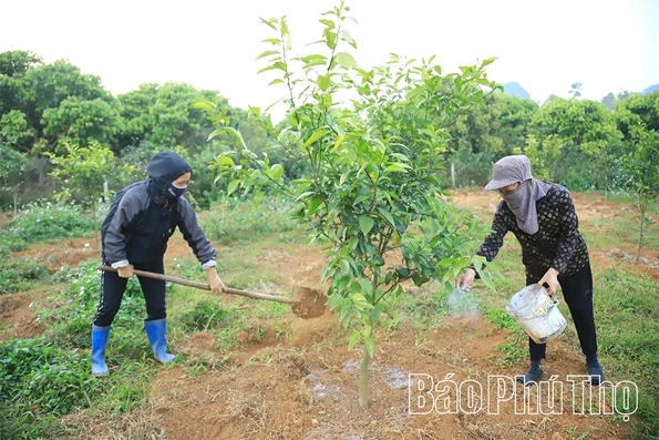 Đảm bảo nguồn vốn phục vụ phát triển vùng cam bền vững