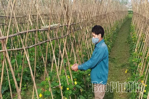 Tân Đức chủ động nguồn rau an toàn phục vụ Tết