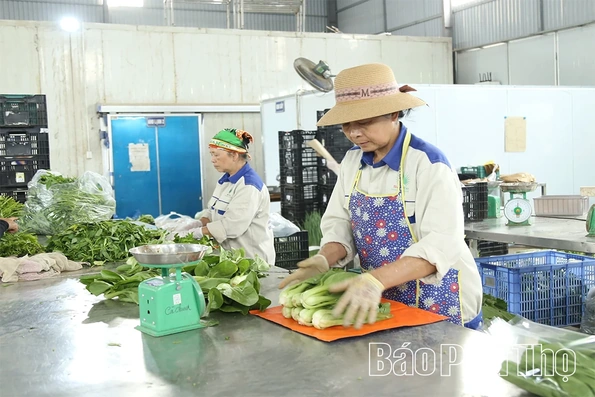 Hợp tác xã nông nghiệp thích ứng để phát triển