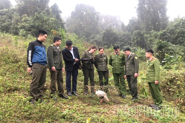 Thả cá thể gà lôi trắng quý hiếm về môi trường tự nhiên