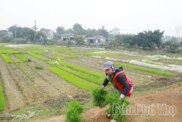 Mùa vàng Hùng Việt