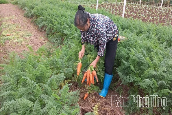 Rau an toàn phục vụ Tết