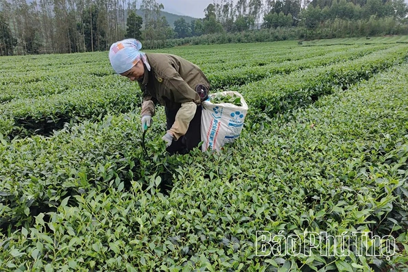 Sắc Xuân sản vật OCOP Đất Tổ