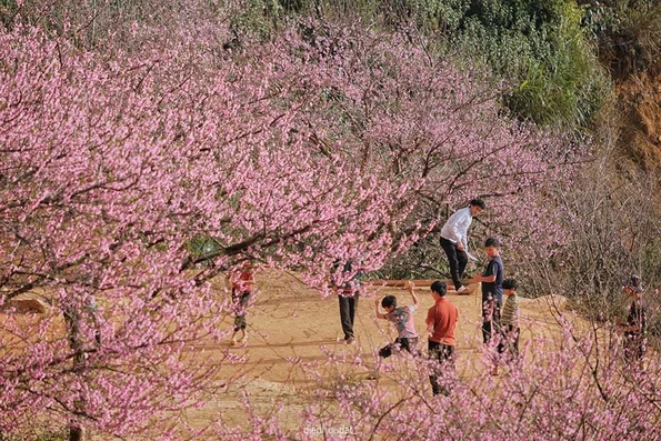 5 tọa độ ngắm hoa xuân nở rộ đẹp nhất miền Bắc ngày giáp Tết