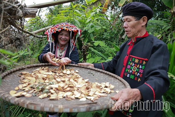 Lá thuốc người Dao Đỏ - “Bí mật” của rừng xanh