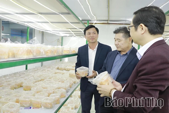 Nâng tầm sản phẩm OCOP từ nguồn dược liệu quý