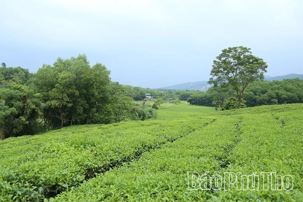Yên Sơn giảm nghèo từ nguồn lực xanh bền vững