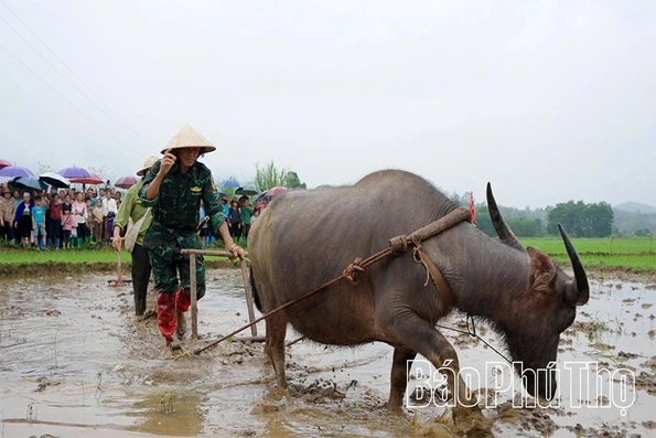 Đường cày mở lộc: Chuyện con trâu tốt giữa mùa Xuân