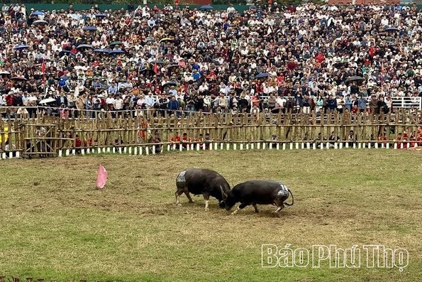 Khai mạc Lễ hội chọi trâu Hải Lựu Xuân Bính Ngọ 2026