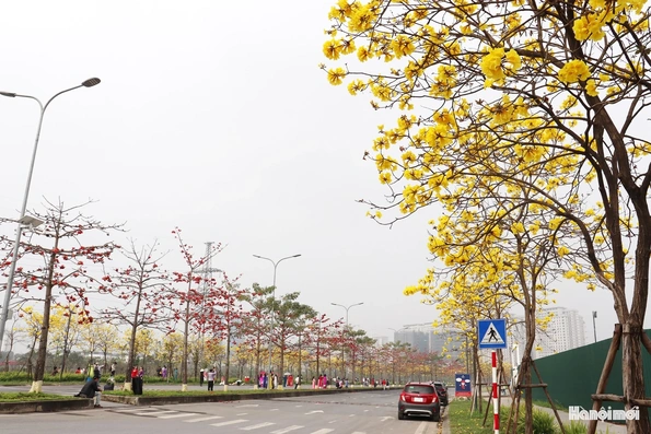 Phong linh vàng óng, mộc miên rực đỏ gọi bước chân du khách