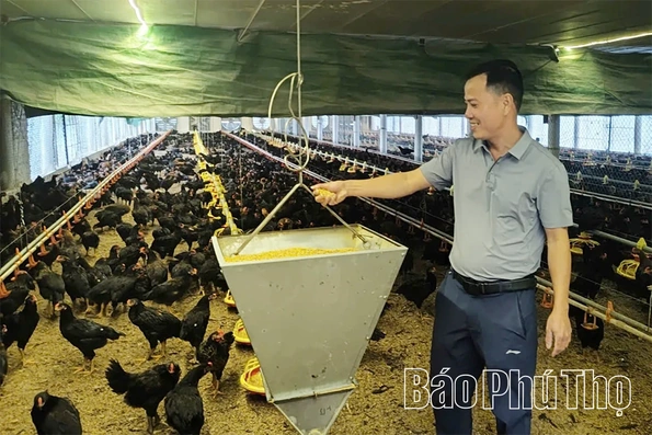 Tái đàn, tăng cường phòng bệnh cho vật nuôi sau cao điểm dịp Tết