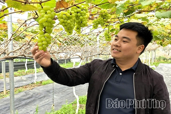 Rời phố về quê: Hành trình “đánh cược” và quả ngọt của chàng kỹ sư trẻ