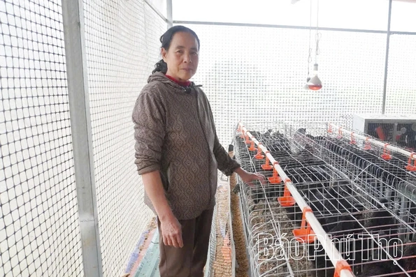 Nuôi gà H’Mông bằng thảo dược - Hướng đi mới cho nông nghiệp sạch, giá trị cao