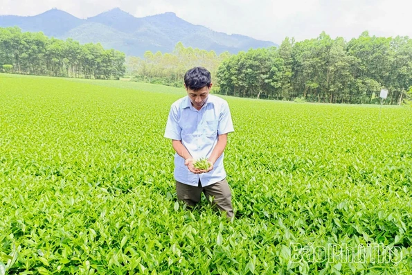 Đổi thay ở làng chè Đá Hen