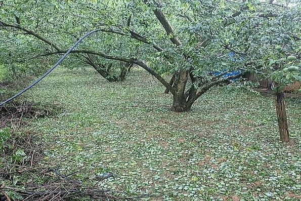 Mưa đá ở Sơn La, Phú Thọ gây thiệt hại cho hoa màu