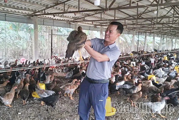 Chăn nuôi gà theo hướng sản xuất hàng hóa