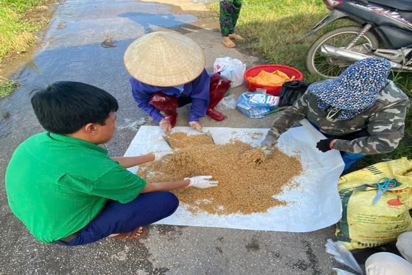 Chủ động diệt chuột bảo vệ lúa vụ Xuân